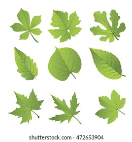 Summer, spring leaves set. Green flat icon. Vector, Isolated on white