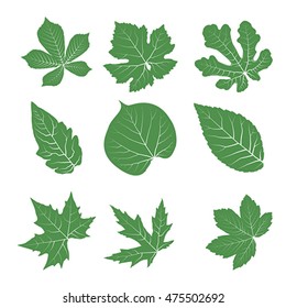 Summer, spring leaves set. Green flat icon. vector, Isolated on white