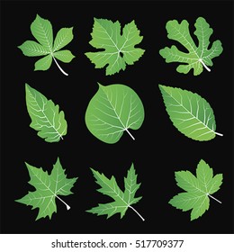 Summer and spring leaves set. green flat icon., vector 