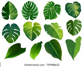 Summer, spring leaves set. Green flat icon. vector, Isolated on white background.