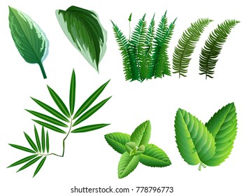 Summer, spring leaves set. Green flat icon. vector, Isolated on white background.