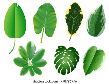 Summer, spring leaves set. Green flat icon. vector, Isolated on white background.