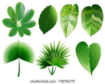 Summer, spring leaves set. Green flat icon. vector, Isolated on white background.