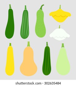 Summer squash vegetables collection. Vector illustration