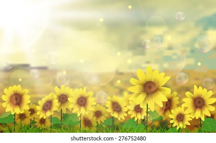 Summer sun over the sunflower field