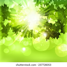 summer sun through the branches with leaves