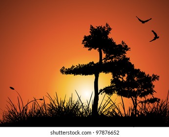 Summer Sunset