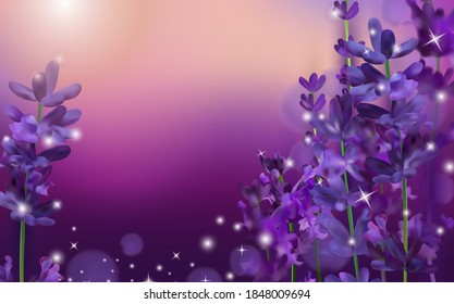 Verano Atardecer sobre una flor de lavanda violeta. Fragrante, floreciente lavanda violeta para perfumería, productos de salud, boda. Francia, Provenza. Ilustración vectorial realista.