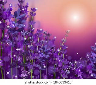 Summer Sunset over a violet lavender flower. Fragrant, blooming violet lavender for perfumery, health products, wedding. France, Provence. Realistic vector illustration.
