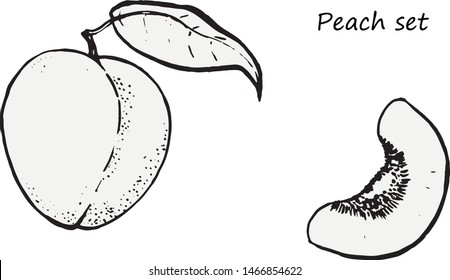Summer sweet peach sketchy illustration. Whole fruit with leaf and slice. Handdrawn vector lineart.
