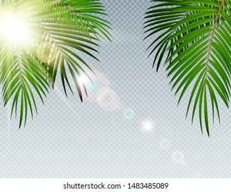 Summer Time Palm Leaf with sunbeam on Transparent Vector Background Illustration EPS10