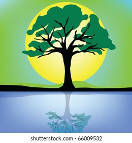 summer tree