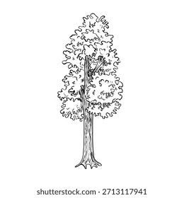 El árbol de verano. Ilustración vectorial en blanco y negro dibujado a mano. Aislar. Perfecto para postales, Anuncios, folletos, carteles, etiquetas e impresiones.