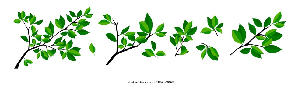 Summer tree branch with fresh green leaves. Vector illustration