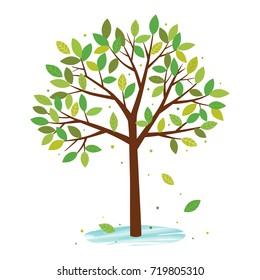 Summer tree with green leaves isolated on white background