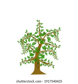 Un árbol de verano con hojas verdes aisladas en blanco.