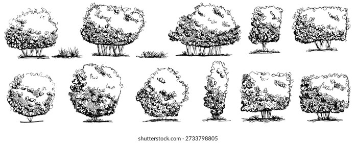 Summer trees with fruit. Bush, hedge with different topiary forms sketchy set. Black pen drawn shrubbery for a garden or park illustration. Shrub, tree as a boxwood. Vintage vector illustration.