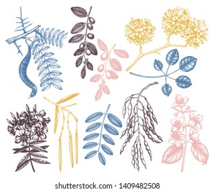 Sommerbäume stehen. Handgezeichnete Blumenskizze. Botanische Illustrationen Kollektion mit Ästen, Blumen, Samen, Bohnen und Blättern. Vintage Gartenpflanzenzeichnung. Exotisches Set. 