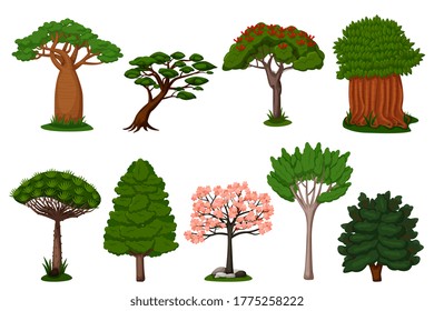 Summer trees set. Isolated dragon, baobab, sakura tree plant icon collection. Vector exotic summer natural flora trees of Africa illustration