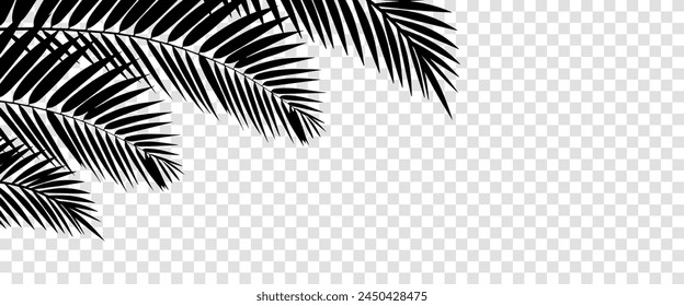 Summer tropical background with palms on transparent 