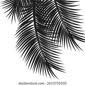 Summer tropical backgrounds with Palm branches