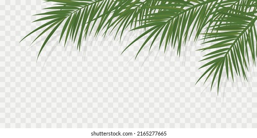 Summer tropical backgrounds with palms and transparent shadow.. Summer  poster or flyer . Summertime