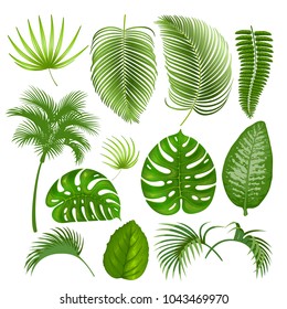 Summer tropical exotic leaves set. Vector illustration. Isolated on white background.