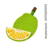 Summer tropical fruits for healthy lifestyle. Jackfruit. Vector illustration cartoon flat icon isolated on white.