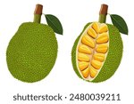 Summer tropical fruits for healthy lifestyle. Jackfruit. Vector illustration cartoon flat icon isolated on white.