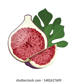 Summer tropical fruits for a healthy lifestyle. Fig, purple whole fruit, slice and half. Vector illustration cartoon isolated on white.