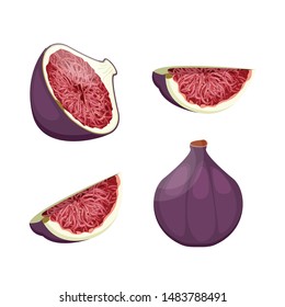 Summer tropical fruits for a healthy lifestyle. Fig, purple whole fruit, slice and half. Vector illustration cartoon isolated on white.