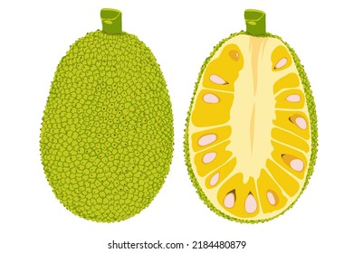 Summer tropical fruits for healthy lifestyle. Jackfruit. Vector illustration cartoon flat icon isolated on white.