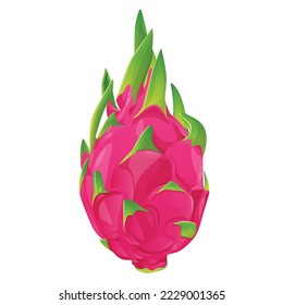 summer tropical fruits for healthy lifestyle red dragon fruit whole fruit and half vector illustration flat cartoon icon isolated on white.Vector eps 10. perfect for wallpaper or design elements