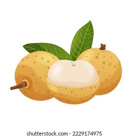 Summer tropical fruits for healthy lifestyle. Longan fruit. Vector illustration cartoon flat icon isolated on white.