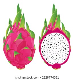 summer tropical fruits for healthy lifestyle red dragon fruit whole fruit and half vector illustration flat cartoon icon isolated on white.Vector eps 10. perfect for wallpaper or design elements