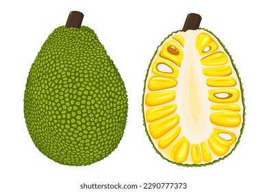 Summer tropical fruits for healthy lifestyle. Jackfruit. Vector illustration cartoon flat icon isolated on white.	