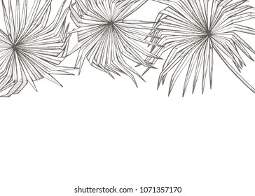 Summer tropical leaves vector design. Floral background illustration. Invitation or card design with jungle leaves.