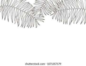 Summer tropical leaves vector design. Floral background illustration. Invitation or card design with jungle leaves.