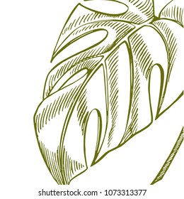 Summer tropical leaves vector design. Floral background illustration. Invitation or card design with jungle leaves.