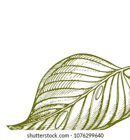 Summer tropical leaves vector design. Floral background illustration. Invitation or card design with jungle leaves.
