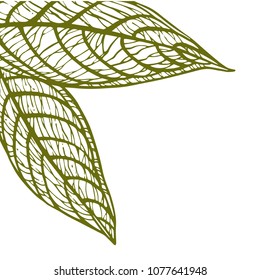 Summer tropical leaves vector design. Floral background illustration. Invitation or card design with jungle leaves.