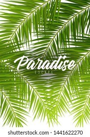 Summer Tropical palm leaves. Exotic palms tree. Floral Background.