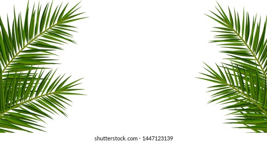 Summer Tropical palm leaves. Exotic palms tree. Floral Background