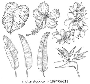 Summer tropical palm leaves and flowers, jungle plants. Black and white Vector set