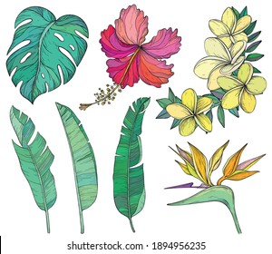 Summer tropical palm leaves and flowers, jungle plants. Vector set