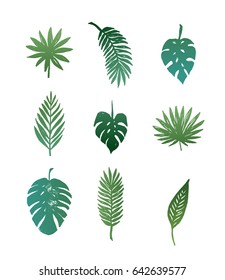 Verano, Paraíso tropical, playa, vector, colección de hojas de palma dibujada a mano