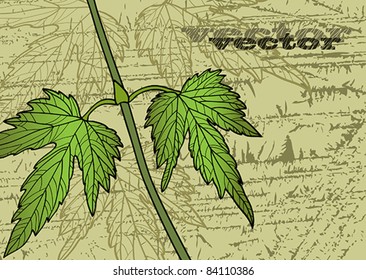 Summer vector with green leaves on a wooden background