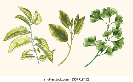 Summer Vector Jungle Leaf Pack