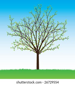 summer vector tree from seasonal set