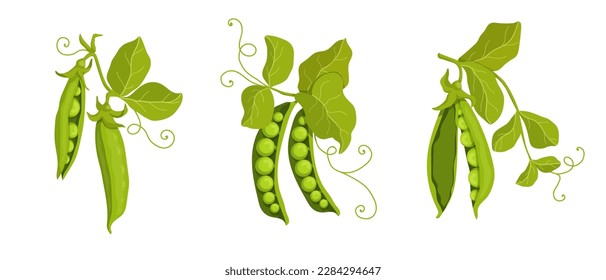 Summer vegetables, ripe green pea pods.Vector graphics.	